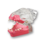 Feline Upper and Lower Gingival Facings
